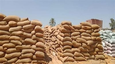 ارتفاع أسعار القمح بتعاملات اليوم الأحد عند تاجر الجملة.. والروسي مفاجأة