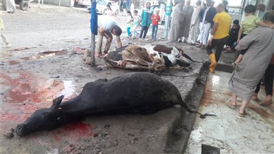 مجازر الأقصر تواصل ذبح الأضاحي بالمجان