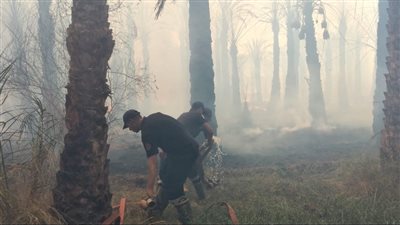 حريق ضخم يلتهم مزارع النخيل في الوادي الجديد