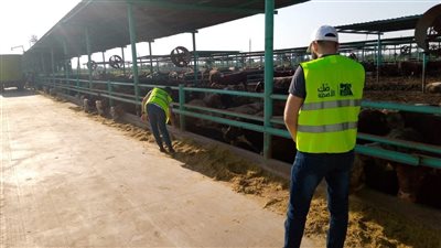 محافظ قنا يشهد ذبح الأضاحي لتوزيع لحومها على الأسر الأولى بالرعاية