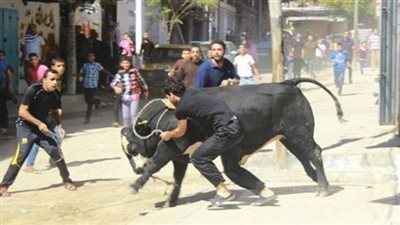 عجل هارب يثير الهلع في أكتوبر.. والأهالي توقفه بأسلوب المصارعة الإسبانية (فيديو)