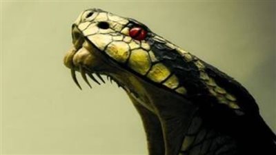 الإسعافات الأولية الصحيحة لإنقاذ المصاب بلدغة ثعبان