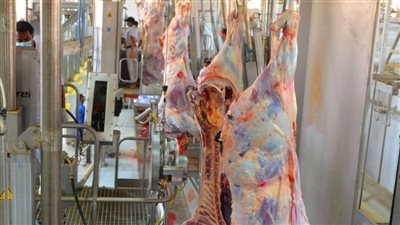 لجان مرور على المجازر.. ننشر استعدادات 