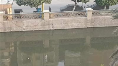 شاهد| عجل يهرب من الذبح ويُلقي بنفسه في بحر يوسف بالفيوم 