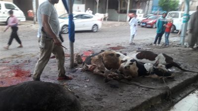 المنيا تنتهي من ذبح 2319 أضحية بالمجازر