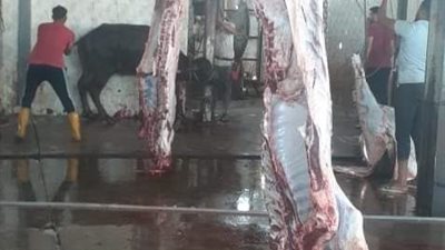 ذبح 9 رؤوس ماشية في ثالث أيام العيد وتوزيعها على مستحقيها بالإسماعيلية