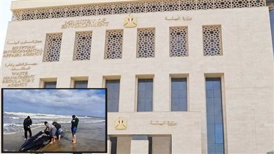 وزيرة البيئة توجه باتخاذ كافة الإجراءات فى حادث نفوق حوت بالساحل الشمالى 