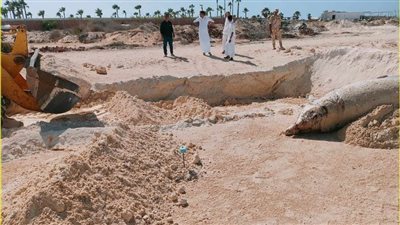 وزيرة البيئة: إتمام عملية الدفن الآمن للحوت النافق بعد إتخاذ كافة الإجراءات المطلوبة