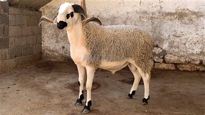 خروف العيد السبب.. سقوط شاب من الطابق الخامس أثناء ذبح الأضحية