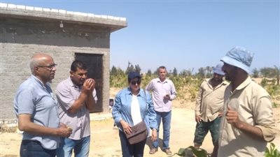 زراعة الإسكندرية تواصل حملاتها لحماية محصول الذرة الشامية 