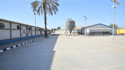 استمرار الاعمال بمحطة انتاج البيض بكفر الشيخ سليم
