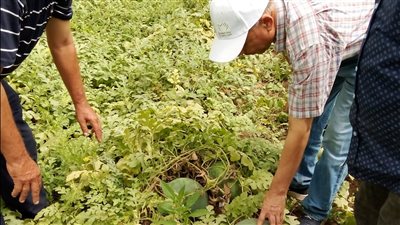 رئيس البرنامج الوطني لإنتاج تقاوي الخضر يتفقد محطة بحوث سخا 