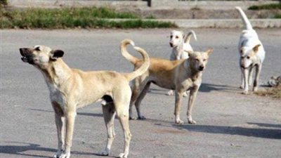 إصابة طفل بجروح بعد تعرضه لعقر كلب ضال في الوادي الجديد