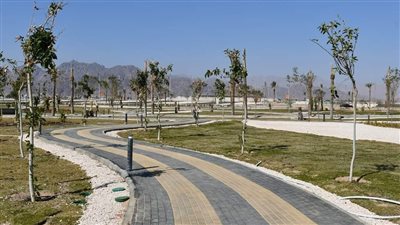 زراعة 80 ألف شجرة ضمن المرحلة الثانية من المبادرة الرئاسية بجنوب سيناء 