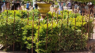 الغربية: استمرار حملات التشجير والتجميل بمراكز ومدن المحافظة