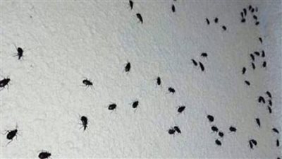 انتشار الآفات والحشرات بسبب ارتفاع درجات الحرارة