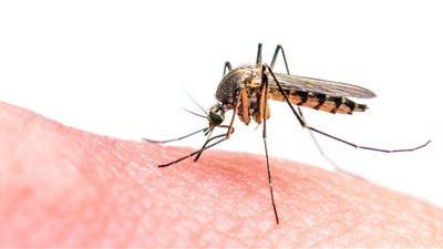 احذر.. أضرار خطيرة للدغات البعوض