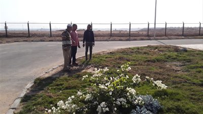  أسيوط: استمرار أعمال تشجير وزراعة شتلات بديروط ضمن مبادرة 