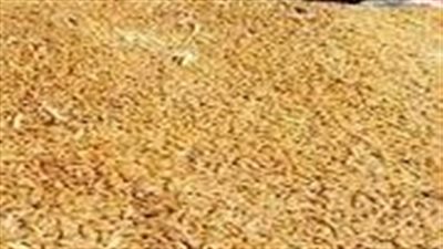 توريد 413 ألف طن قمح بشون وصوامع المنيا 