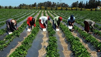 مصر تُواجه صيفًا حارًا.. إجراءات استباقية واستراتيجية واضحة لحماية الإنسان والبيئة