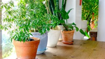 «الزراعة المنزلية».. سلاح قوي في يد الناجين من السرطان لتحسين صحتهم