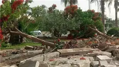 شؤون البيئة: الدولة المصرية بكل أجهزتها ضد عملية قطع الأشجار (فيديو)