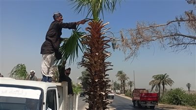 محافظ أسيوط: استمرار أعمال زراعة أشجار بمركز أسيوط