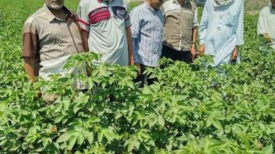 ندوة إرشادية للمًزارعين بصان الحجر عن زراعة محصول القطن صنف «جيزة 94