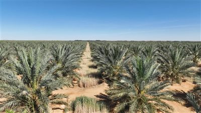 الوفد ترصد حكاية توشكى من الإهمال إلى التنمية المستدامة بأحدث التقنيات المتطورة