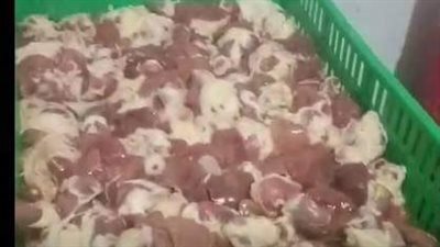 ضبط 35 كيلو دواجن غير صالحة للاستهلاك بالفيوم 