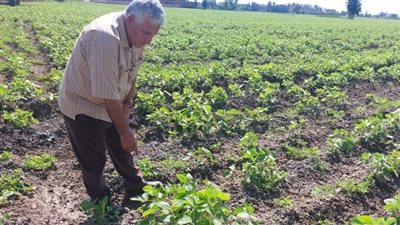 مزارعو الشرقية يطالبون بوضع استراتيجية وطنية للتغلب على إرتفاع درجات الحرارة 