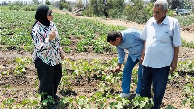   زراعة 33 ألف فدان لمحصول القطن في البحيرة 