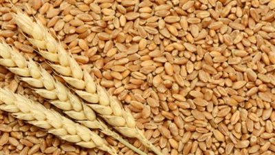 أسعار القمح اليوم الأربعاء لدى تاجر الجملة