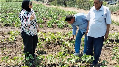 لجان المكافحة بزراعة البحيرة تتابع حقول القطن 