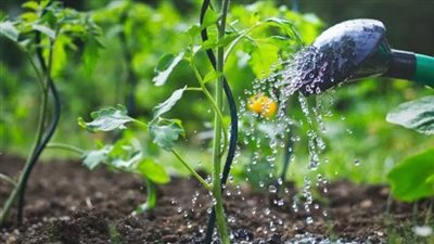 نصائح للحفاظ على النباتات داخل المنزل والحديقة في الصيف