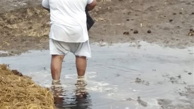 تفاقم أزمة نقص الأسمدة بالدقهلية.. والفلاح ضحية