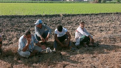 ارتفاع الأسمدة يهدد المحاصيل الزراعية بالبحيرة.. والمزارعين