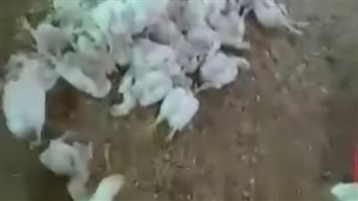 بسبب انقطاع الكهرباء.. نفوق الدواجن بمزارع الدقهلية