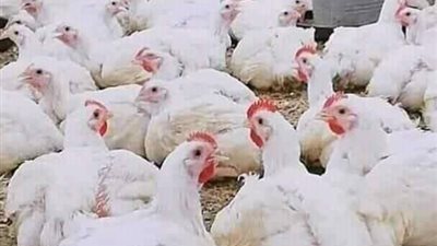 رغم الموجة الحارة.. أسعار الدواجن تسجل مفاجأة غير متوقعة 