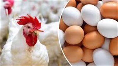 أسعار الدواجن والبيض اليوم الجمعة في الأسواق