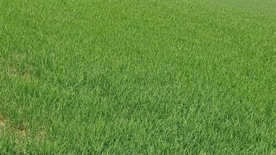 نقص مياه الري تهدد محصول الأرز في الدقهلية