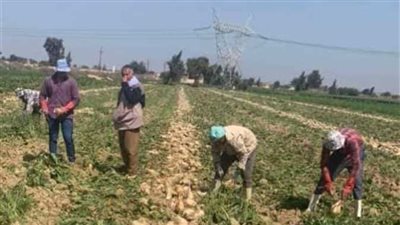 غضب بين الفلاحين بالإسكندرية بسبب إرتفاع أسعار الأسمدة