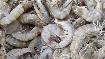 استقرار أسعار الأسماك بأسواق البحيرة اليوم الإثنين