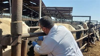فحص 2174 رأس ماشية ضد البروسيلا بالشرقية 