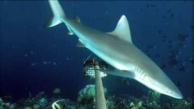 ذعر بمدينة الغردقة بعد ظهور قرش ضخم (تفاصيل)