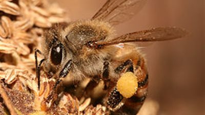 نحلة تسبب إصابة خطيرة لخمسيني بسبب لدغة (تفاصيل)