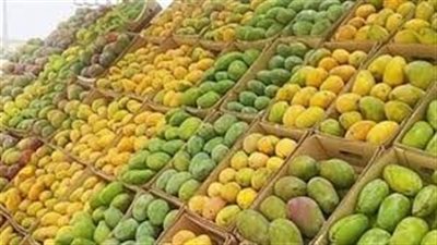 شعبة الخضروات والفاكهة تتوقع انخفاض أسعار المانجو بـ 40 %