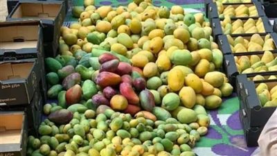 توقعات بتراجع كبير في أسعار المانجو الموسم الحالي