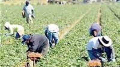 أبرز مطالب الفلاحين من وزير الزراعة بالحكومة الجديدة 