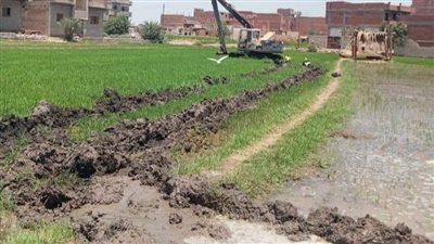 إزالة زراعات الأرز المخالفة بمساحة 123 فدانًا في الفيوم 